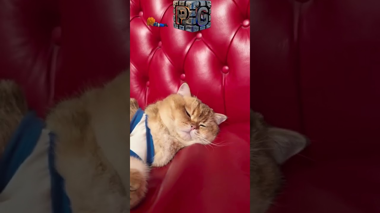 xem phim học yêu 🥰🥰🥰 Conmèo Dễthương Thúcưng Phổbiến Xuhướng PG pgsoft ViệtNam Việtnamvideo fyp