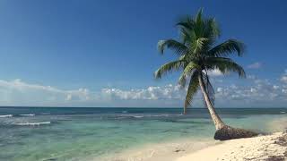 ♥Relaxing 3 Hour Video of Tropical Beach with Blue Sky White Sand and Palm Tree