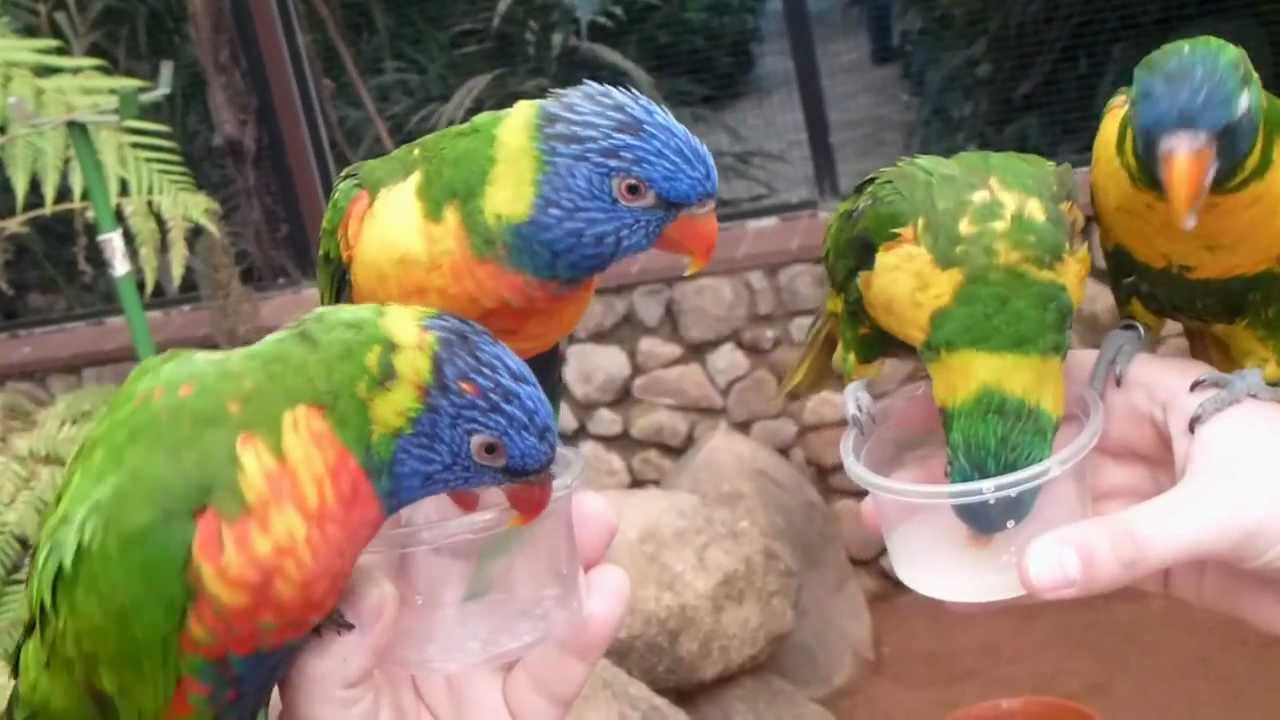 Gebirgsloris & Allfarb-Loris Vogelpark Walsrode (30.04.2012)