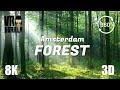 The amsterdam forest in springtime  8k 3d 360 short