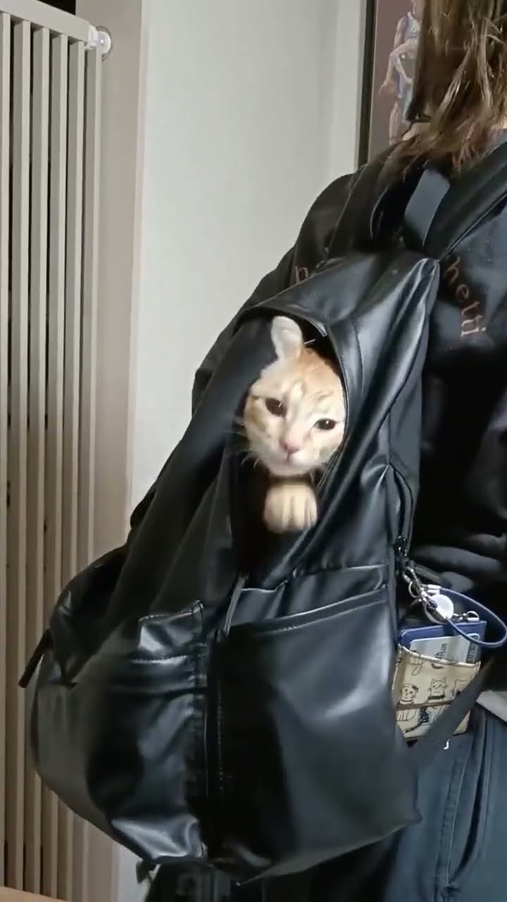 Top vidéo  chat oronge