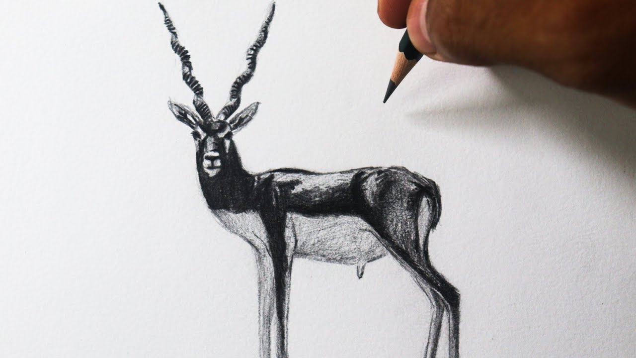 Como desenhar um Antílope cervicapra