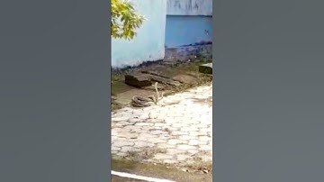 Nag Nagin Dance/Snakes video/Nag Nagin Milon/Snakes Mating Dance /#snake #viral #dance