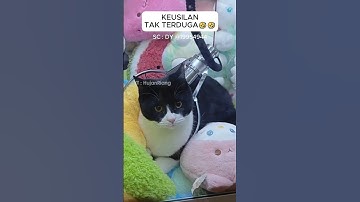 Thumbnail of Bermain Mesin Capit EHH ada kucing di dalamnya #mesincapitboneka #capitboneka #shorts #viral