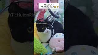 Bermain Mesin Capit EHH ada kucing di dalamnya #mesincapitboneka #capitboneka #shorts #viral screenshot 3