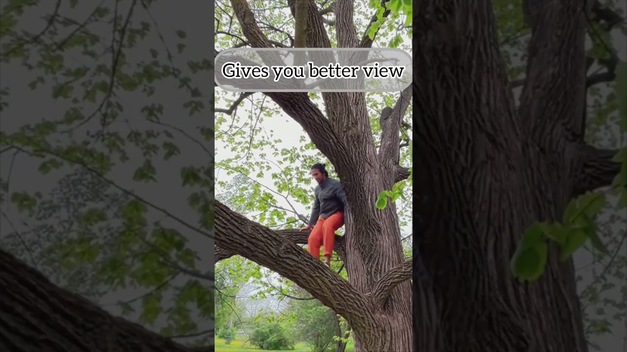 Reconnect with nature and unlock the benefits of climbing trees 