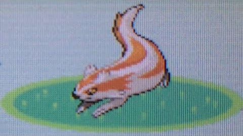 [ISHC #19] LIVE! RANDOM SHINY LINOONE while changing hunts?! (Ruby)
