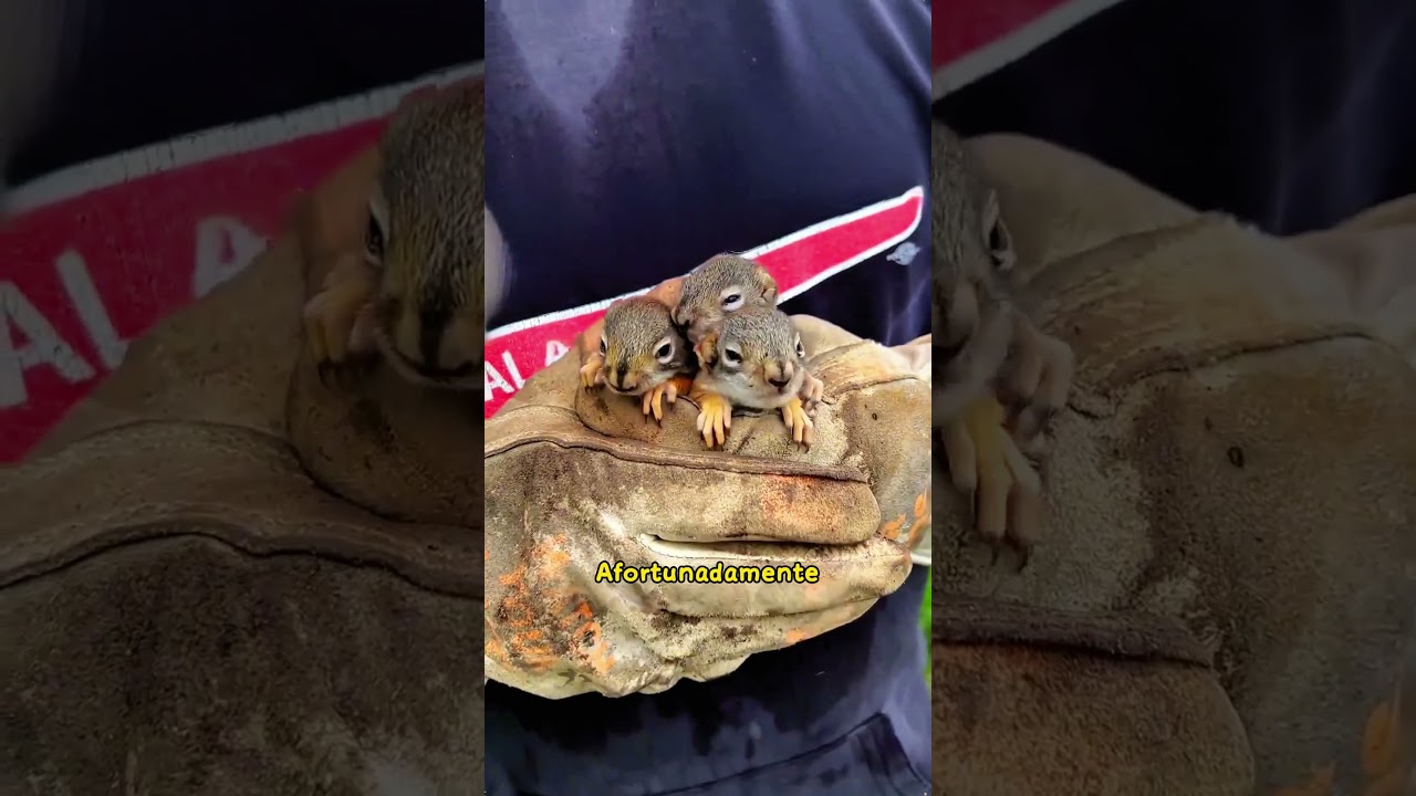 This guy saved the lost squirrel  