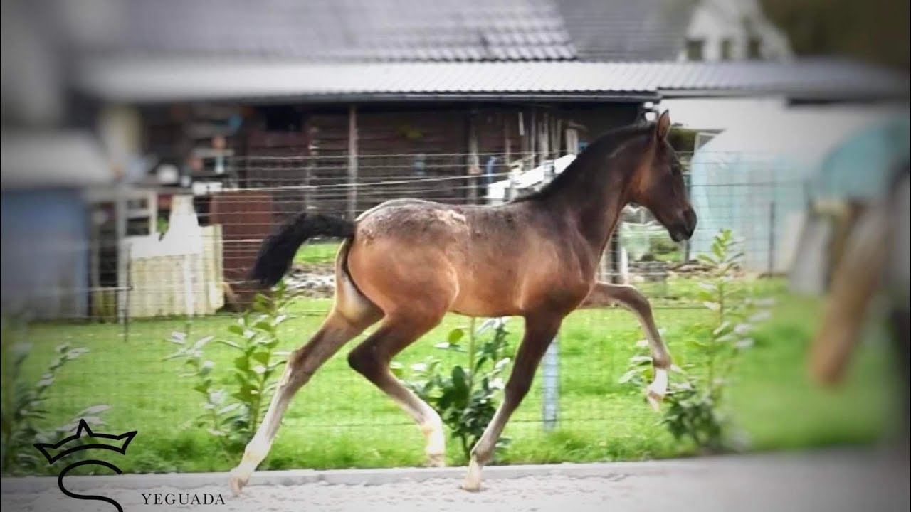 DIAMANTE DE SCUDERIA ➖ SIRED BY POETA DE SUSAETA & DOBLON-TR