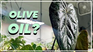 Should you Spray OLIVE OIL on your Plants?