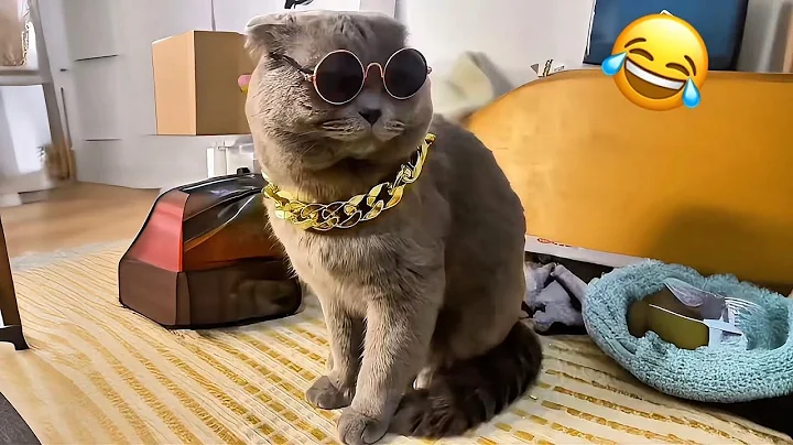 Video 10497921: funniest cats dogs, hilarious funny cat, pets maine