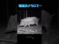 【監視カメラにて…】#カメラ #animals #イノシシ #comedy #shorts #いぬ #犬 #ポメラニアン