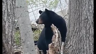 Black bear. Vernon, NJ. Bear next to my house. Big black bear. Male Black Bear. by Relaxing Videos for Cats, Dogs, and People. 904 views 3 years ago 1 minute, 58 seconds