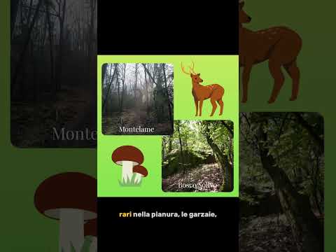 Video ?Giornata Mondiale della Natura?