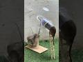 Easy mouse trap at home/good rat trap plastic ball #rat #rattrap #mousetrap