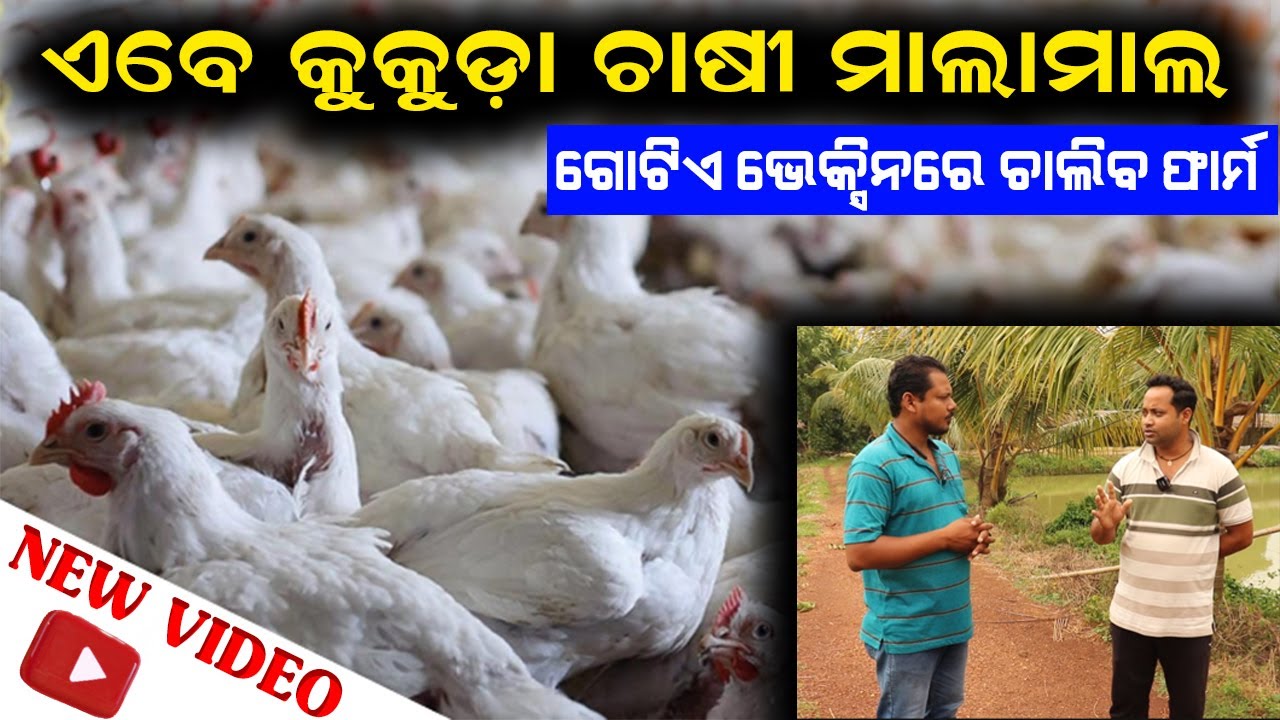 ଗୋଟିଏ ଭେକ୍ସିନରେ ଚାଲିବ ଫାର୍ମ Poultry Farming in Odisha Efarming