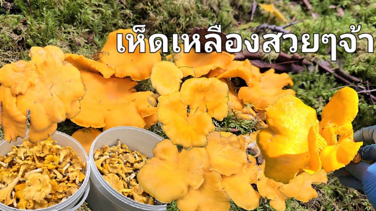 12ตุลา68..เก็บเห็ดเหลืองก่อนนายพรานจะล่าสัตว์ได้ดอกสวยๆยังมีเยอะเหมือนเดิมค่ะ