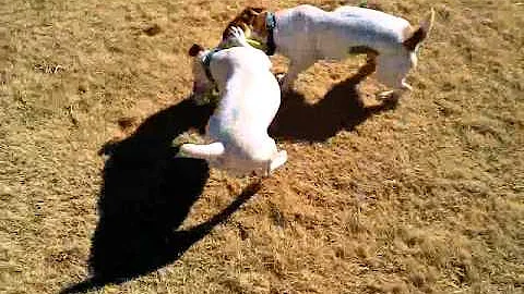 Jack Russell terror!