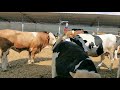 Bulls & Cows Best Farming - New Bulls Meet Cows First Time #11