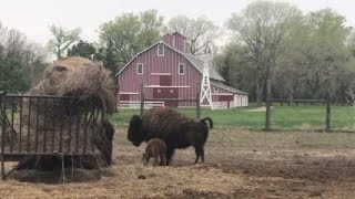 Watch now: Buffalo Bill Ranch welcomes baby bison