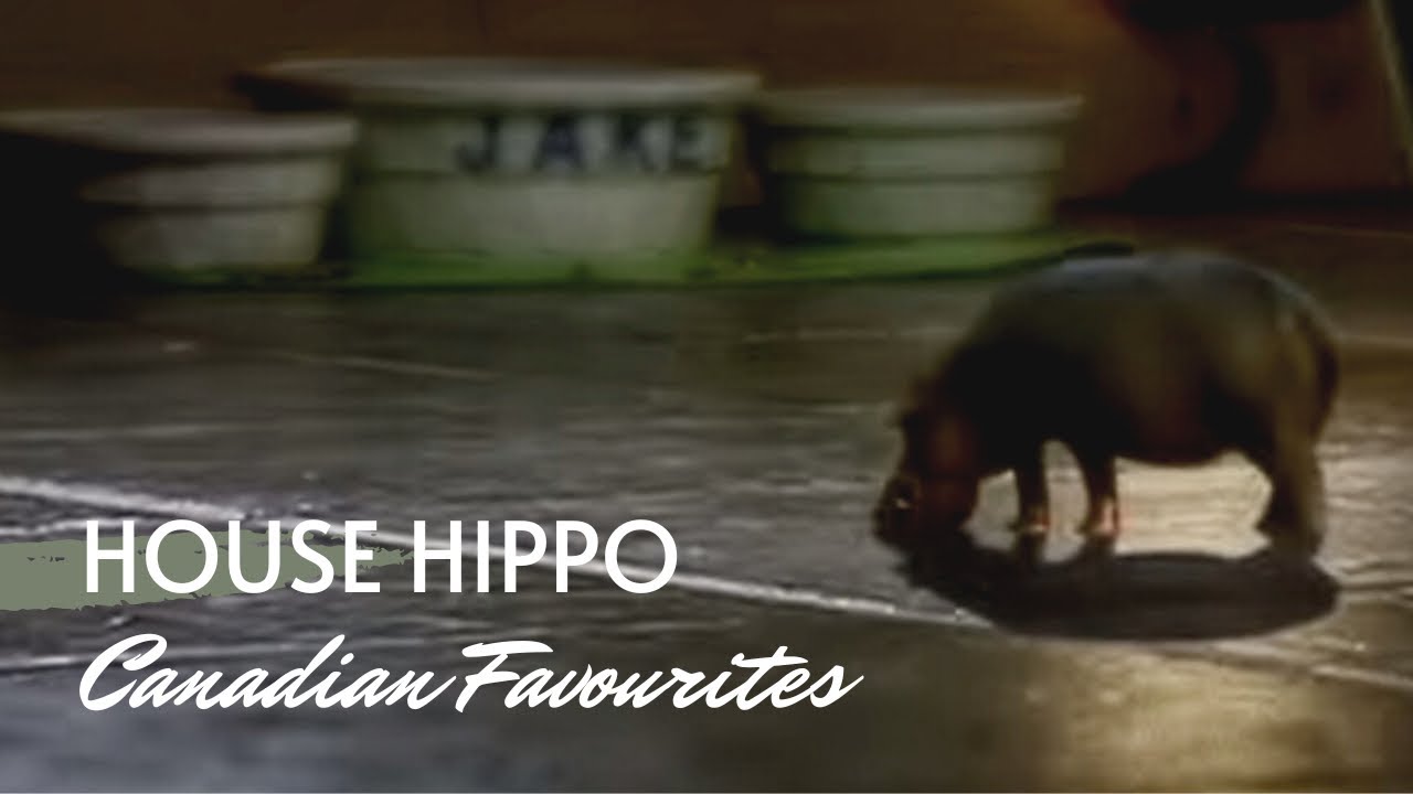 house hippo