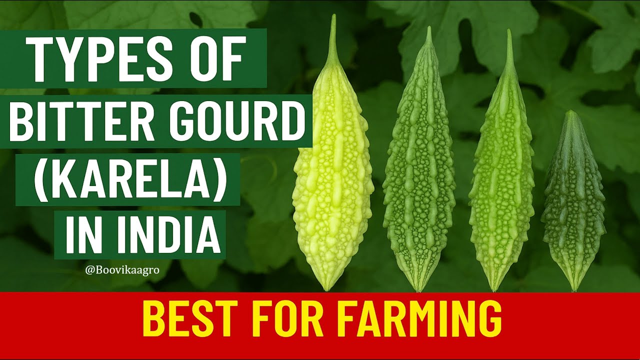 Top 7 Bitter Gourd Varieties in India | High Yield, Disease Resistance ...