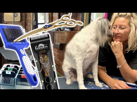 Minimal TOOLS you need to GROOM any DOG and what to