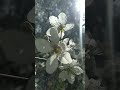 SPRING🧡ПЕСНЯ О ЛЮБВИ#flowers #nature #shorts#beautiful#песнядлядуши#цветы#весна#природа#красиво#