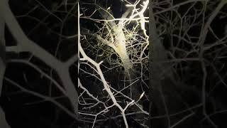 #coonhunting #coondogs #puppy #hunting #wildlife #huntingdog #doglife