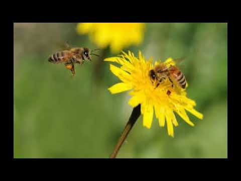 Videó: Hogyan Lehet Megtudni A Méhekről