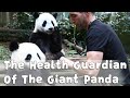 The Health Guardian Of The Giant Panda | iPanda