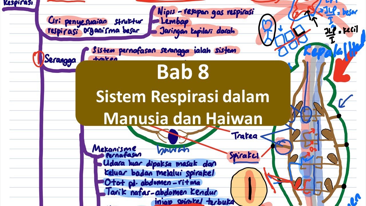 Biologi Spm T4 Bab 8 Sistem Respirasi Dalam Manusia Dan Haiwan Youtube