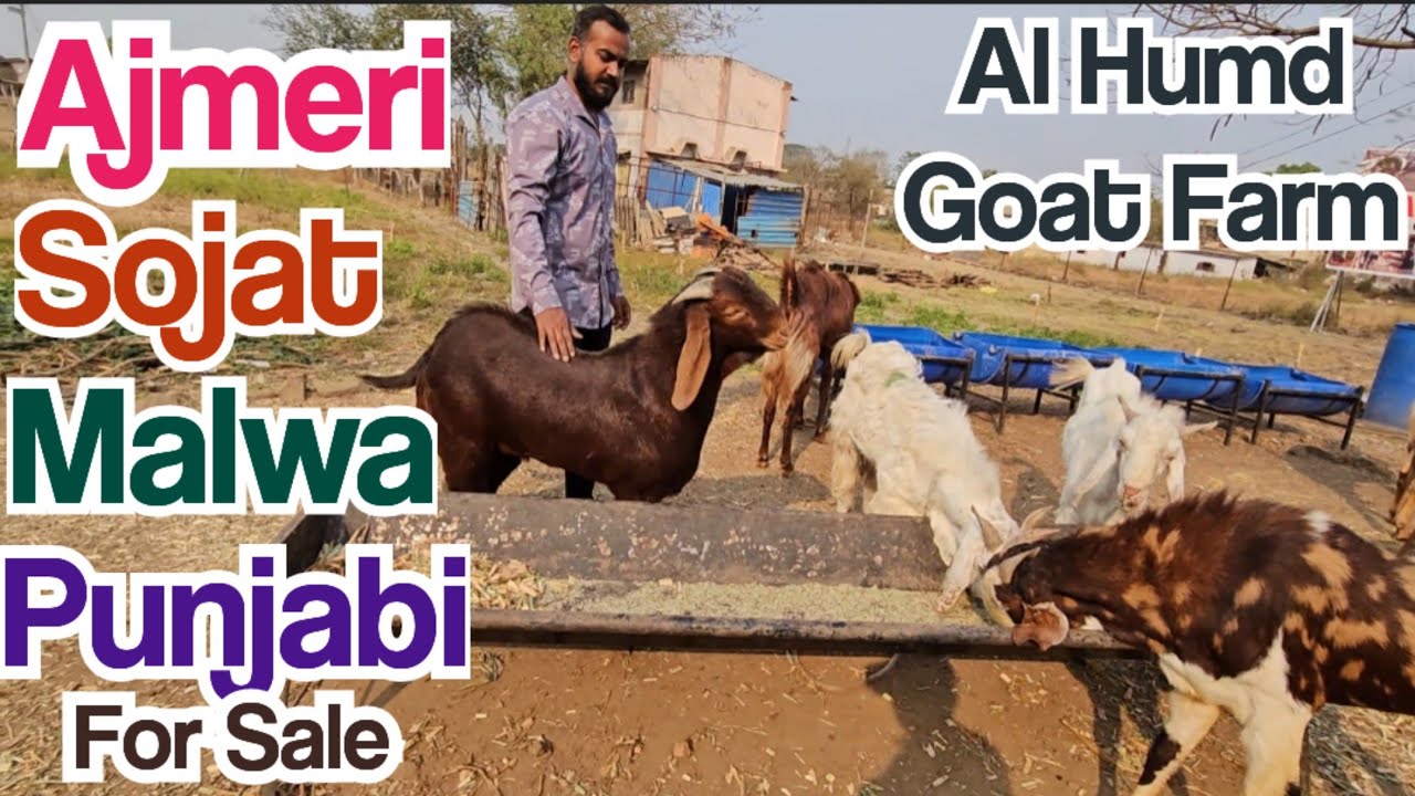 Ajmeri, Punjabi, Malw & Sojat Goats for Sale at Al Humd Goat Farm