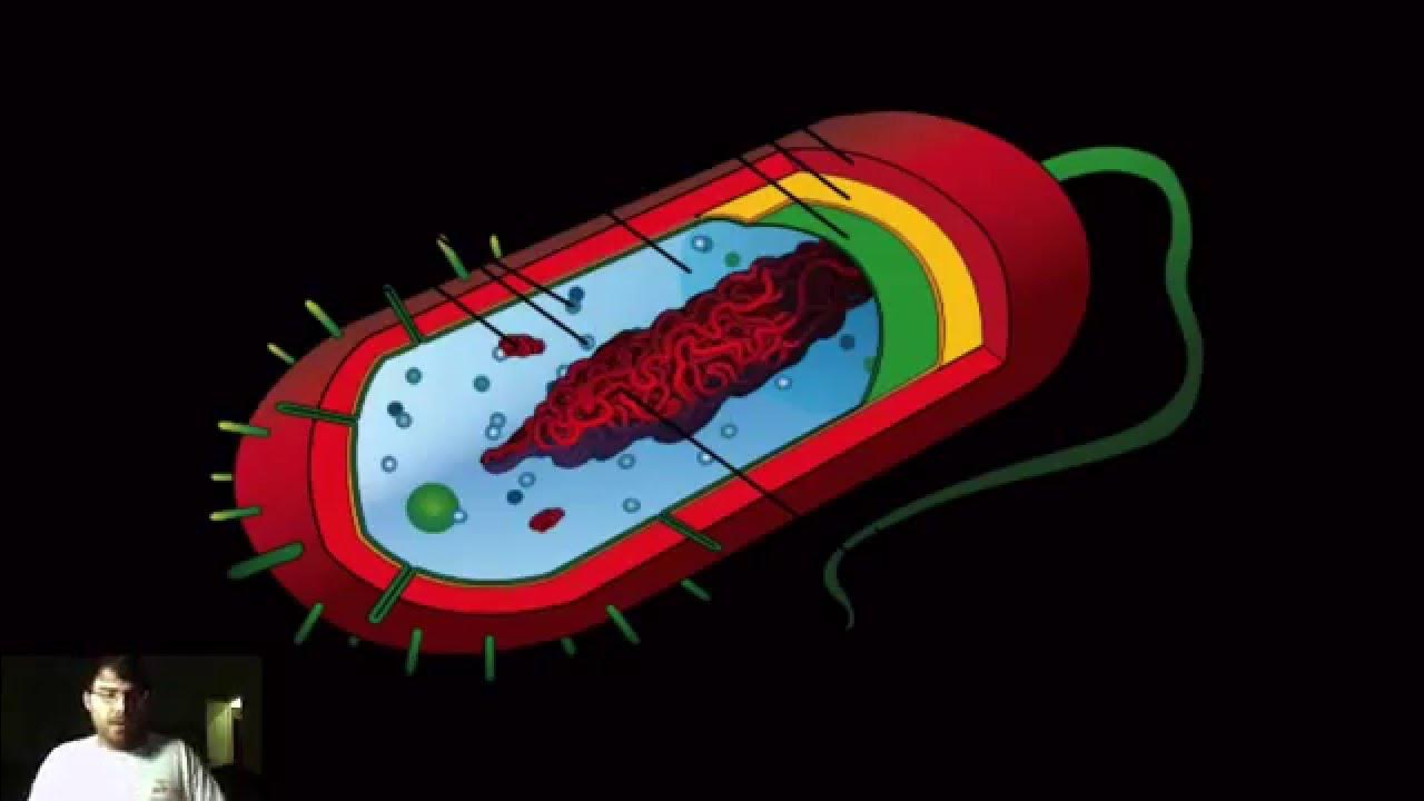 строение бактериальной клетки фото. модель бактериальной клетки. царство бактерии строение. макет бактериальной клетки. строение бактериальной клетки рисунок.