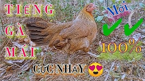 Tiếng gà mái rừng kêu gọi trống CỰC NHẠY (không tạp âm) 2024 || Poj qaib seev zoo dib tuaj 💯%✔✔✔