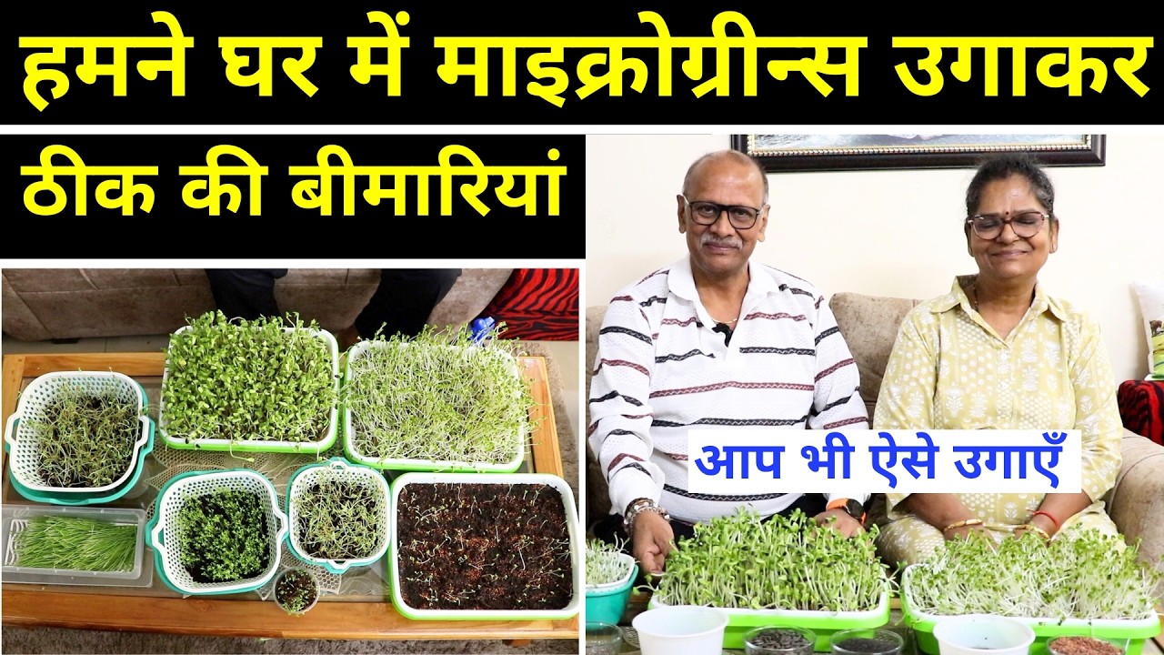 सब्ज़ियों से 40 गुना हेल्दी माइक्रोग्रीन्स 😍 बंद हुई दवाईयां, Grow Microgreens at Home
