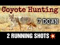 7 coyotes down two running shots epic daytime coyote hunting