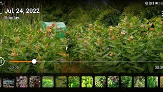 Flash back Friday Milkweed in the food forest by WildEdibles 47 views 1 month ago 3 minutes, 45 seconds