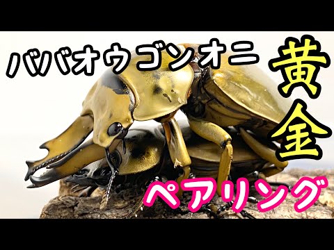 ババオウゴンオニクワガタのハンドペアリングに挑戦！【クワガタ飼育