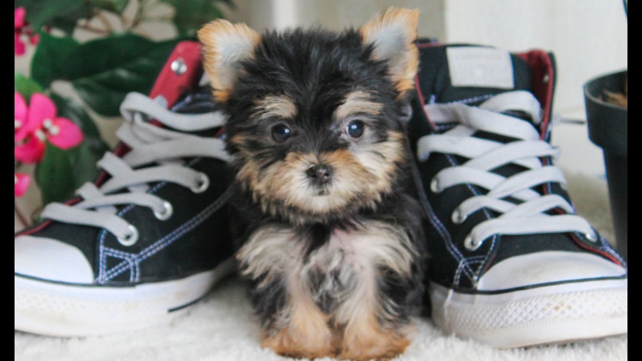 Shyne is the smallest Yorkie puppy in the United States! 1.3 lbs! YouTube