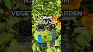 Flowers to repel pests in the garden 🪴⬇️ read more below!