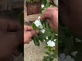 CRIANDO SEMENTES NA VINCA #shorts #orquideas #orquídeas #orquidea #orquídea #orchid #orchids