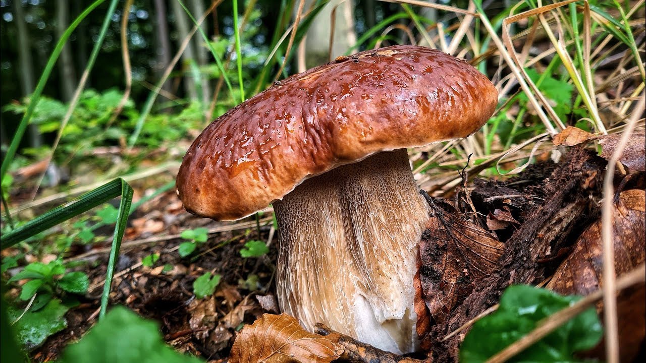 HUBY HRÍBY 2025 - hríby stále rastú / kamarát ma zobral na hubačku nazbierali sme plný košík