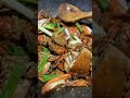 Crabs 🤤 #food #shorts #asmr #seafood #crabs #crab #foodiechronicles #foodie