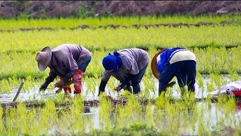 Food Security: Finance and Development of Cold Supply Chains