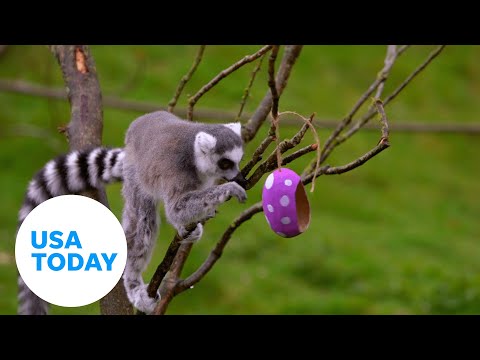 Zoo animals get the Easter special with fun treats to hunt and eat | USA TODAY
