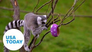 Zoo animals get the Easter special with fun treats to hunt and eat | USA TODAY