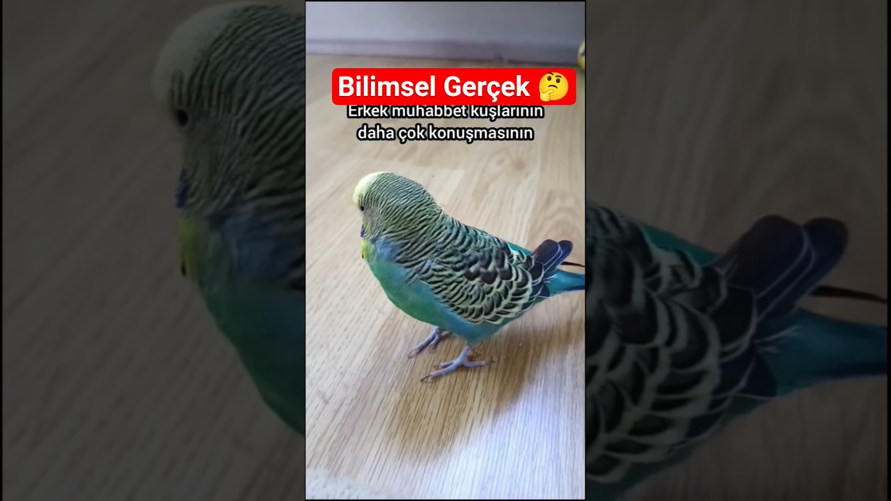Erkek Kuşlar Neden Daha Çok Konuşur? 🐦🗣️ Bilimsel Sebepler #MuhabbetKuşu #ErkekKuş #KuşKonuşma