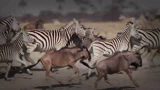 Zebra Defense Mechanisms: Beyond the Kick and Bite - zebra mobbing behavior in detail