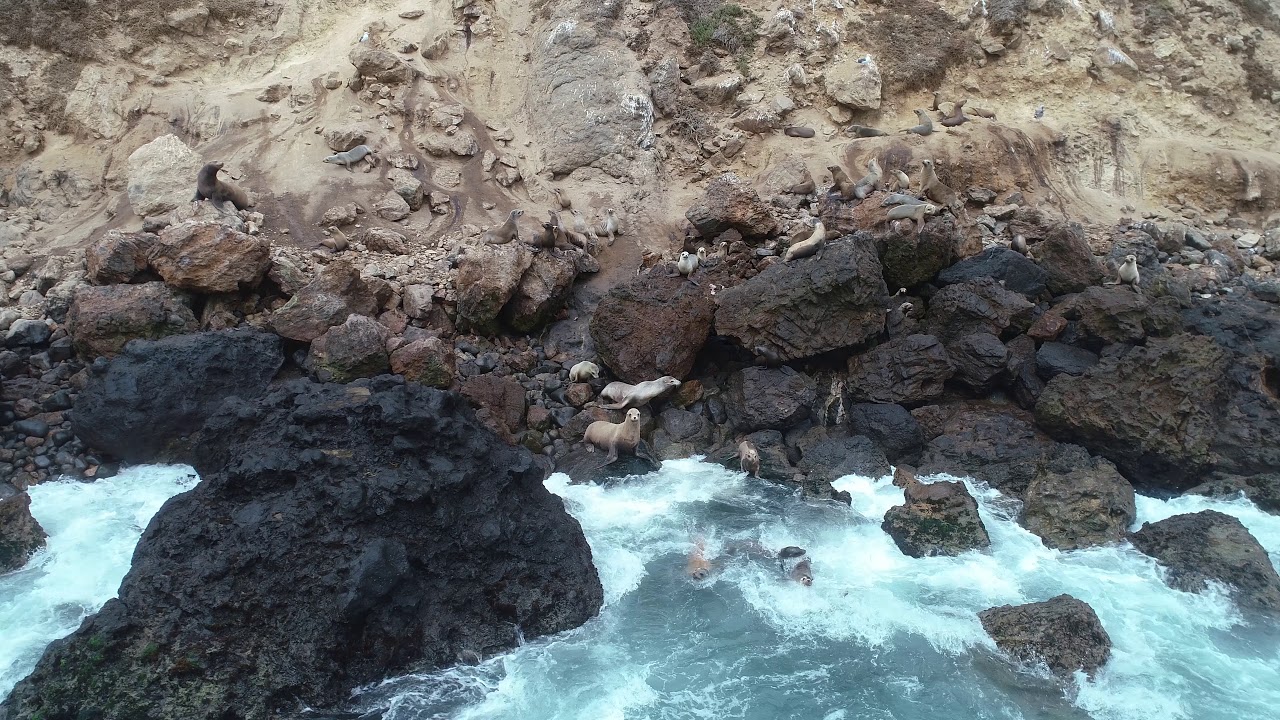 camera iphone 8 plus apk sea lion colony point dume
